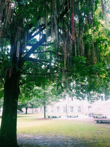 Mardi gras beads on a tree in Tulane, cross country road trip