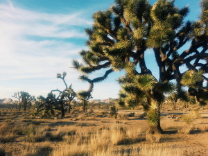 Joshua Tree National Park, CA, cross country road trip